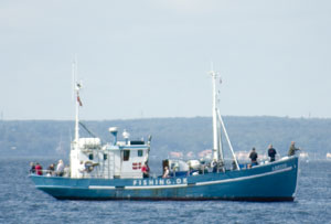 Havfiskeri fisketure og på Øresund fra Helsingør Helsingør Sport, Fritid Nordsjælland